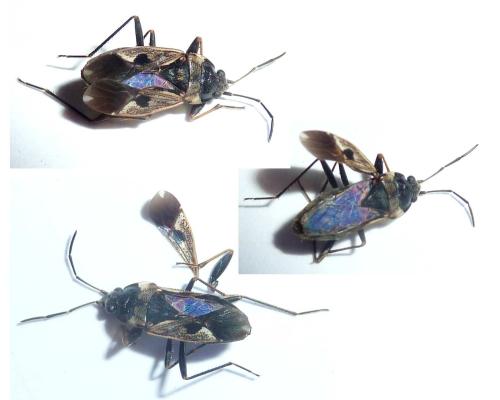 Rhyparochromus vulgaris